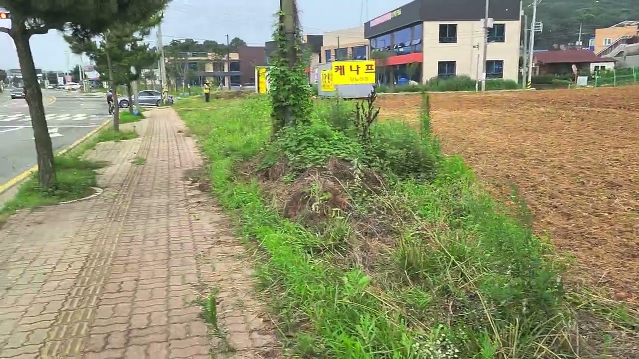 대부도 케나프 시험재배지