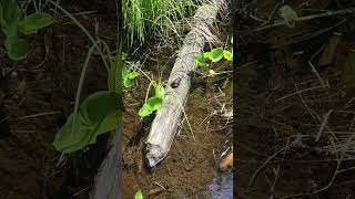The Green Frog: Nature’s Little Musician of the Pond 🎶🐸 #frog #canada #amphibians #nature #wildlife
