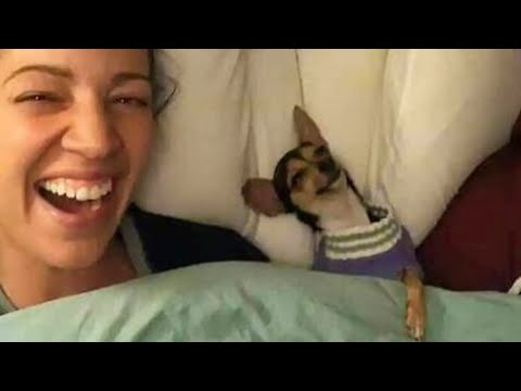 Un chien mignon et son maître sont les meilleurs amis du monde - video animaux les plus mignons