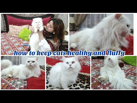 How to make cats healthy and fluffy | Persian cat grooming | the cats planet