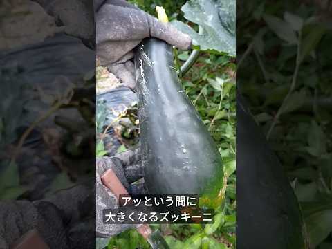 ズッキーニの土の種類