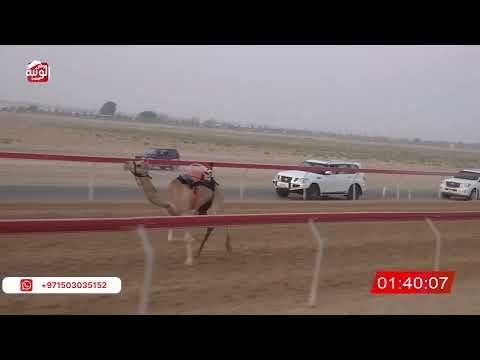  ش 7 (النايفه) لـ خليفه علي بن مروشد السبوسي 2:58 ، شارة صندوق الحلفه 2026/08/17 فطامين سويحان