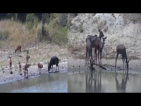 Greater kudus and nyalas drink at Djuma Waterhole
