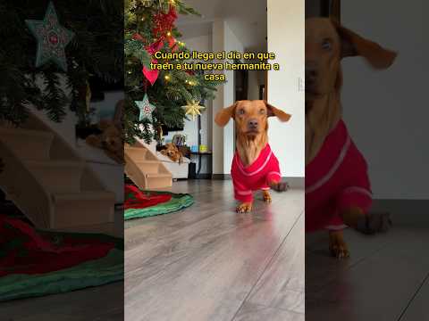 TENDRÉ UNA HERMANITA NUEVA!!!? 🌭🥹🐶💖