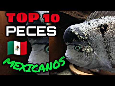 Top 10 Mexican Fish 🇲🇽