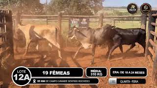 Vídeo LOTE 12 A