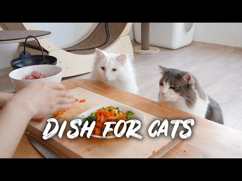 Homemade cat food | Norwegian forest cat