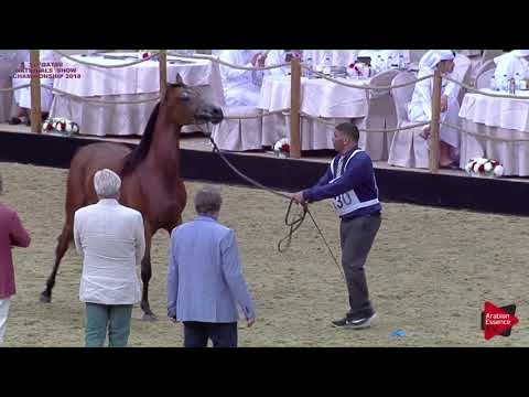 N 130 ABRAQ AL SHAQAB   21st Qatar National 2018   Fillies 2 years old Class 4A