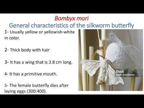 Video presentation: Bombyx Mori