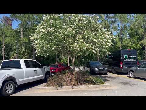 Natchez(White) Crepe Myrtle Tree/Large Flowering Trees For Sale in Florida/#trees #flowering trees