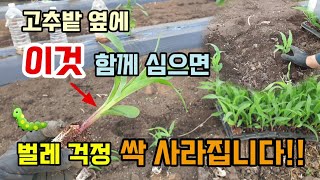 고추밭 옆에 이것 함께 심으면 해충벌레 걱정 싹 사라집니다 고추키우기