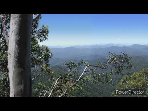 Australian rainforest birds sounds. HD Relaxing