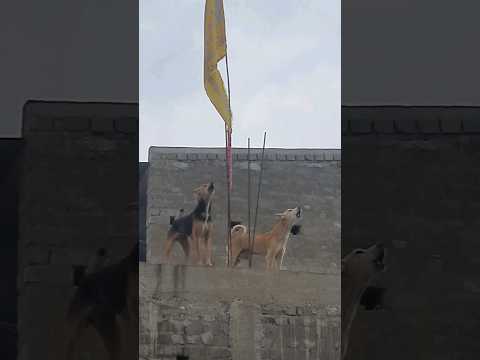Dog Original Sound dog Barking🐕❤#shorts #pranati #viralvideo #original #dog #sound #short #subscribe
