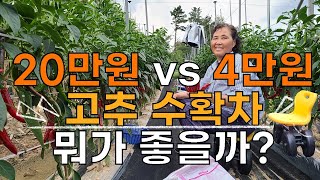 20만원 vs 4만원 고추수확차 장단점 뭐가 더 좋을까요? - 고추 수확 고추재배 고추농사