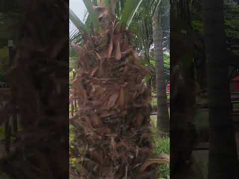 Maringá Paraná Brasil