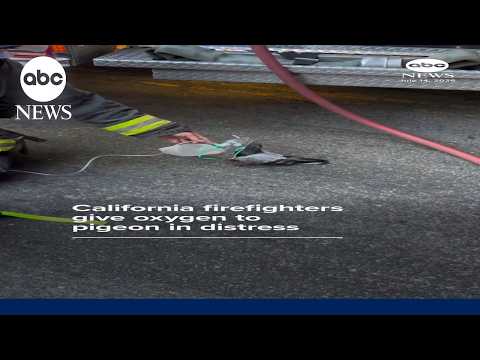 California firefighters give oxygen to pigeon in distress