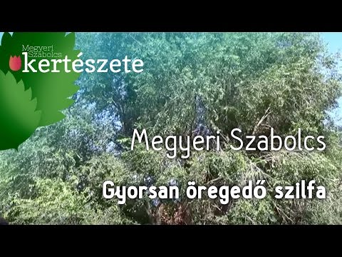 Csodasövény kritika folytatás: A gyorsan öregedő Ulmus/Szilfa