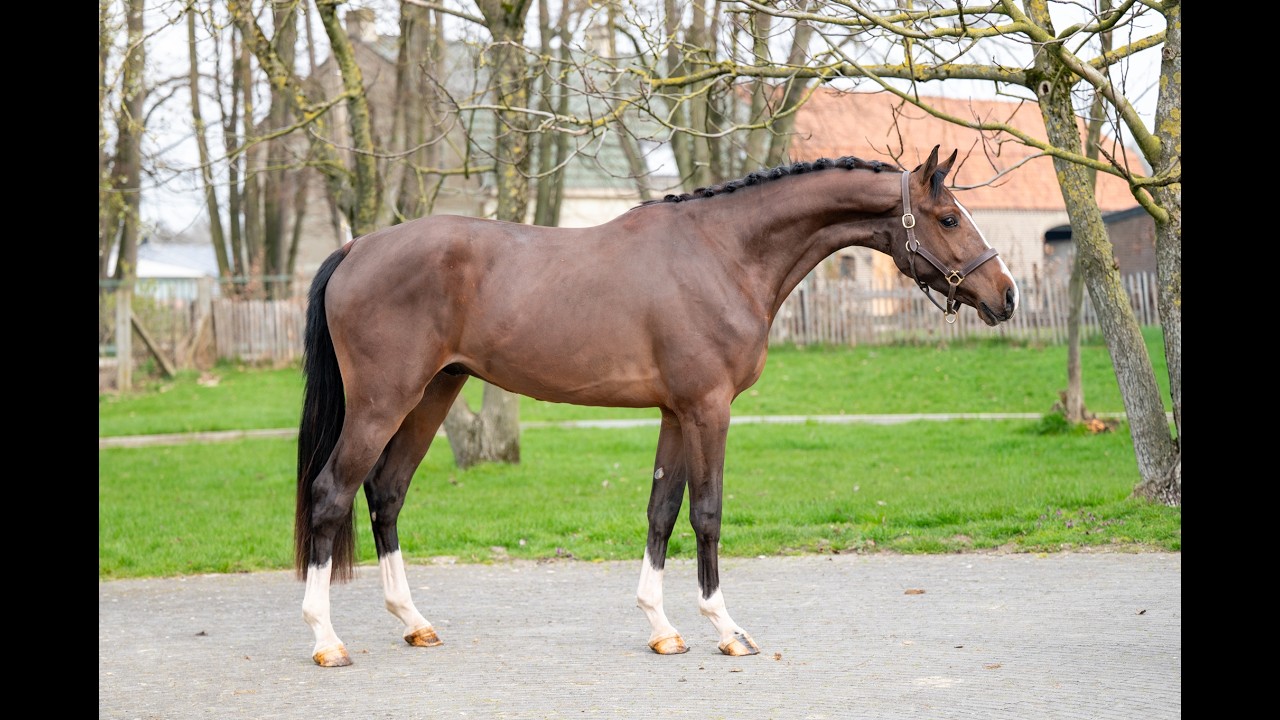 Arthur vd Smeets (ERMITAGE KALONE x IRON MAN VD PADENBORRE) video 1