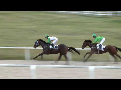 2023.09.24. 8. Futam - IN MEMORIAM HENDIKEP (III.o.) (szintetikus pálya)