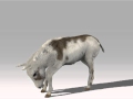 Donkey Colt