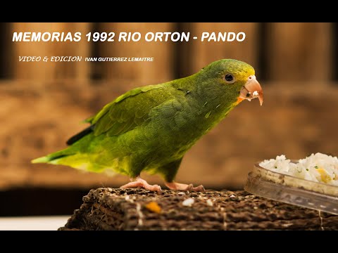 Rio Orton (Pando - Bolivia) Memorias 1992 en Ingavi (Parte I)