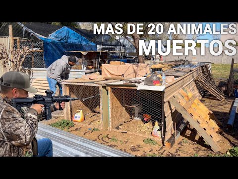 Pt.1 Algo Le Mato Mas De 20 Animales! Vine A Encontrar Al Culpable!
