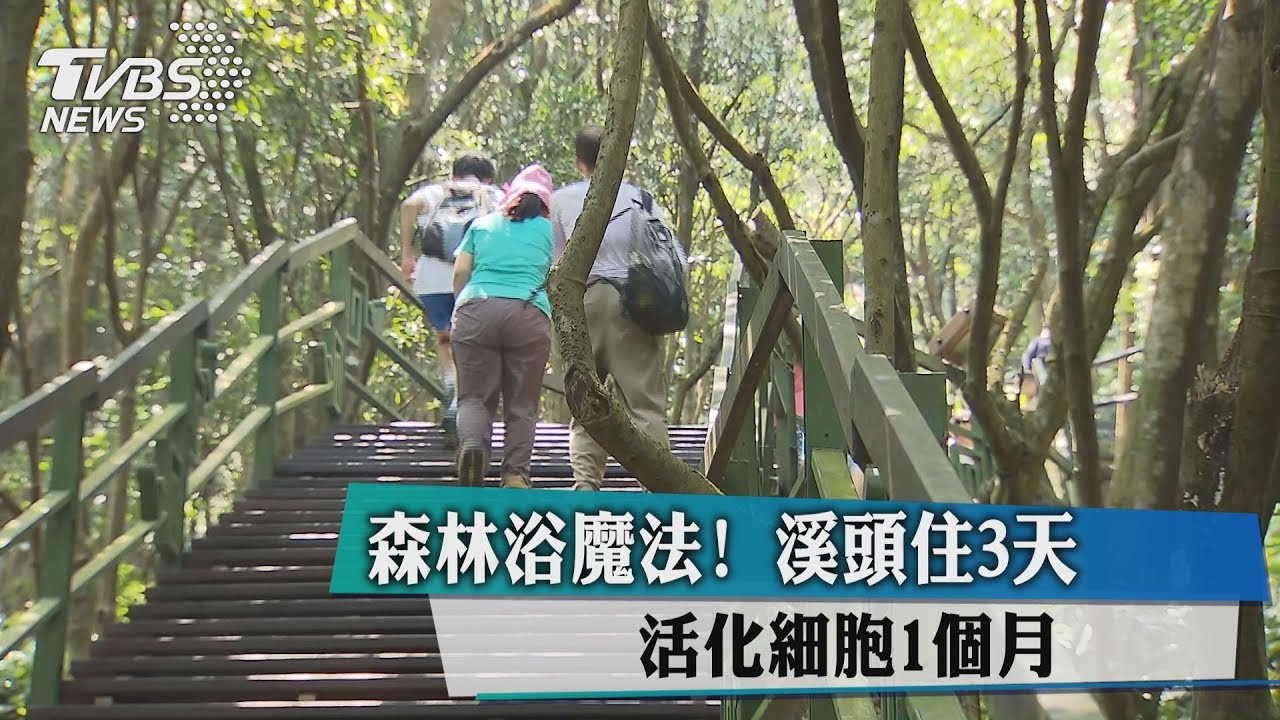 森林浴魔法!溪頭住3天 活化細胞1個月