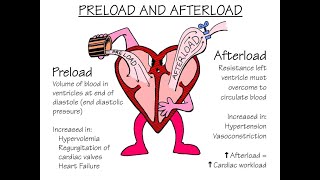 Frank-Starling Law Explained | Preload, Afterload, Stroke Volume & Cardiac Output