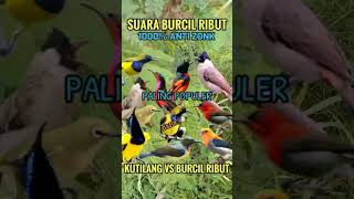 Download lagu Suara pikat kutilang vs burcil ribut puol ampuh#shorts #pikatburung #birds #suarapikatburcil #sogon mp3