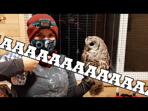 Banding the First Barred Owl In Our History