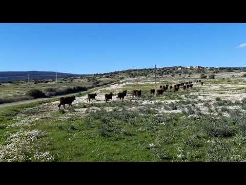 NARBOLIA-MILIS. Mandria di bovini al pascolo mentre rientrano nel recinto