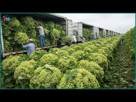 Unbelievable Scale — How 75.3 Million Tons of Grapes Are Grown and Harvested This Year