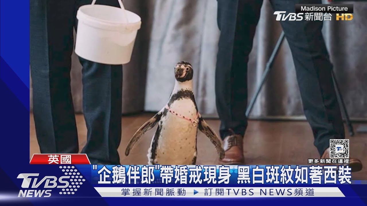 超可愛伴郎!英國新郎聘企鵝帶婚戒亮相 新娘、賓客搶合照