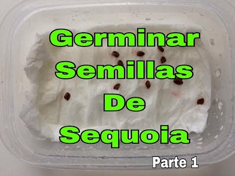 download lagu mp3 mp4 Sequoia Semente, download lagu Sequoia Semente gratis, unduh video klip Sequoia Semente
