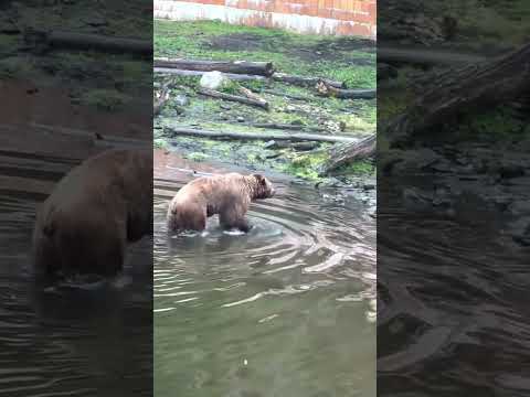 Bear fortress, Sitka AK