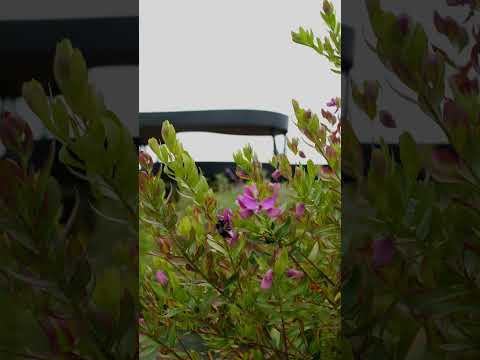 Vilo, Lotes campestres