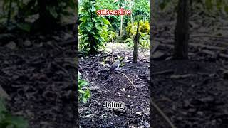 Download lagu hoby #hiburan #kutilang #pikat#gacor #hiburan #kutilanggacor#kutilangindonesia mp3