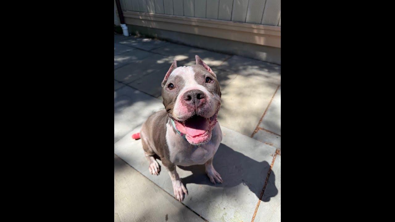 Enlarge Betty, a Adoptable American Staffordshire Terrier in Cranford, NJ video 6/6