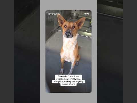 Can you help our rescue dogs⁉️🥺Link in our bio🫶 #amazon #rescuedog #chihuahua #shelter #florida