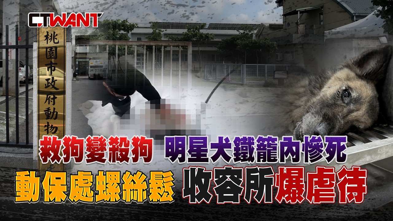 圖說-救狗變殺狗、明星犬鐵籠內慘死　動保處螺絲鬆收容所爆虐待