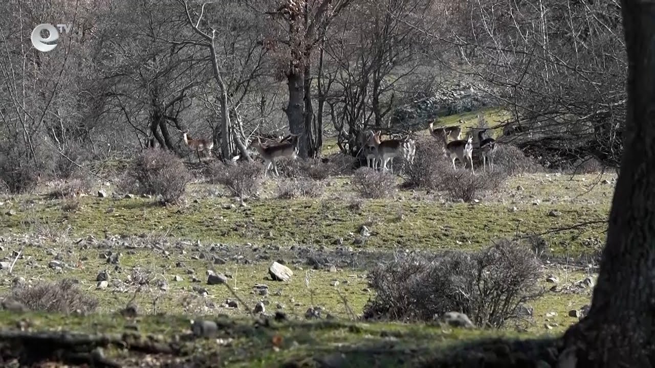 Знакови разселвания на дивеч и риба в района на Кърджали, расте и броят на хищниците