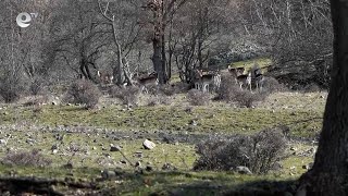Знакови разселвания на дивеч и риба в района на Кърджали, расте и броят на хищниците