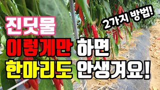 고추 진딧물 생기기 전에 예방이 최선입니다. 이것을 뿌려줬더니 진딧물 안생겨요. 꼭 해보세요!