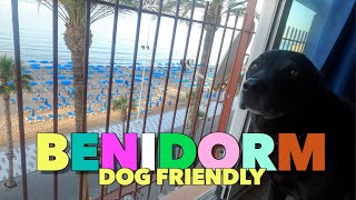 We took our dog to Benidorm - Percy The Labrador