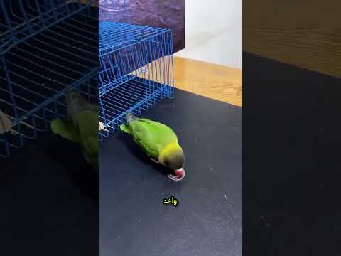 اذكي بغبغاء ده ولا ايه