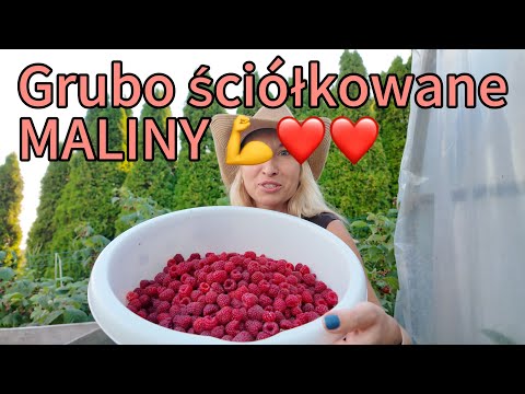 Grubo ściółkowane maliny / Mulching raspberries