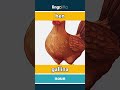 hen - gallina video thumbnail
