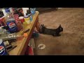Kitty Twerk