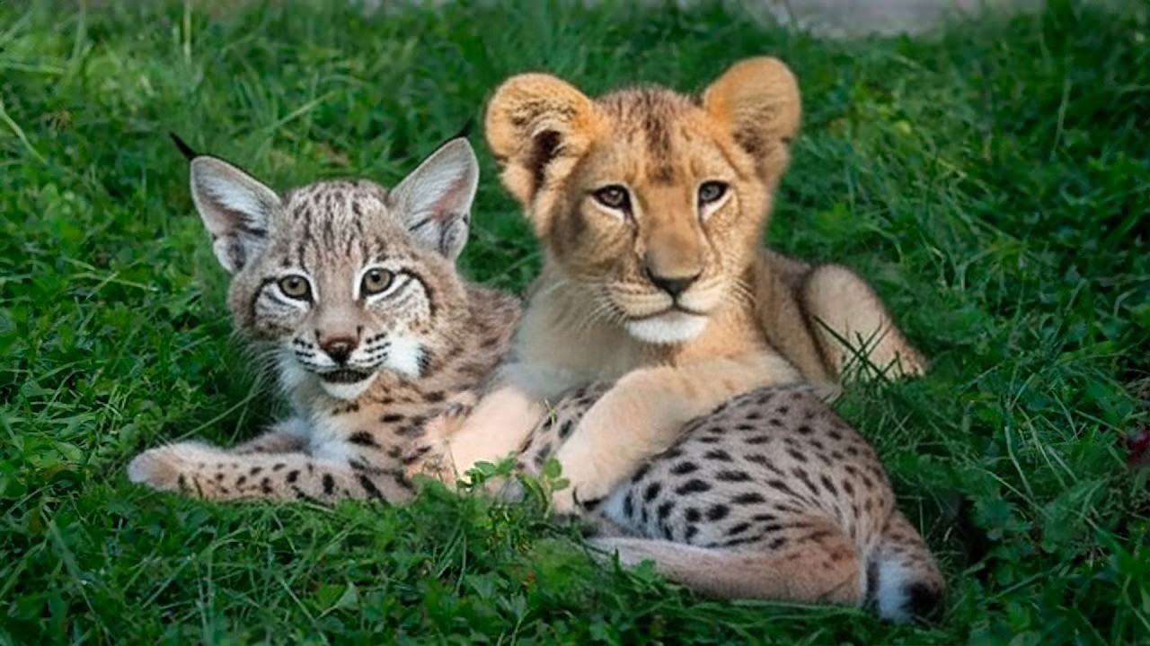 This Bobcat and the Lion Met as Children, Two Years Later, They Are Still Inseparable