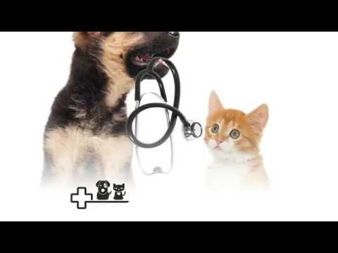 Weterynaria Skwierzyna Piotr Kruszewski